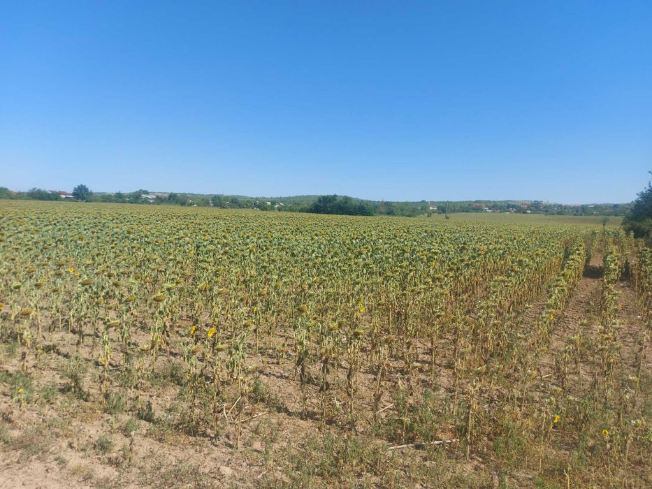 Intravilan Valea Calugareasca 4895 mp