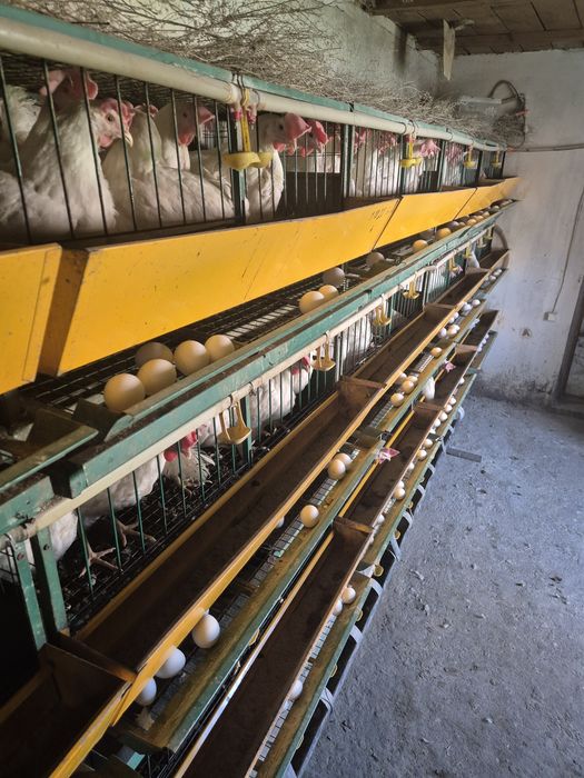 Продам кур нисушек годовалые
