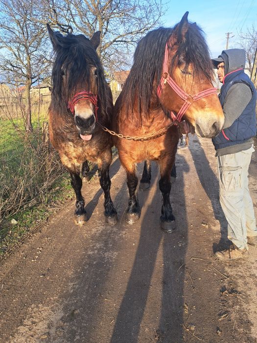 Iepe de vanzare pereche