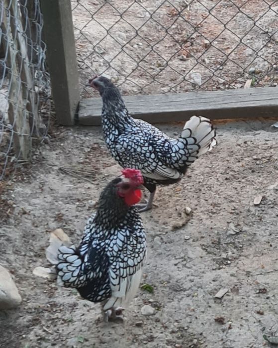 Ouă de gaini sebright