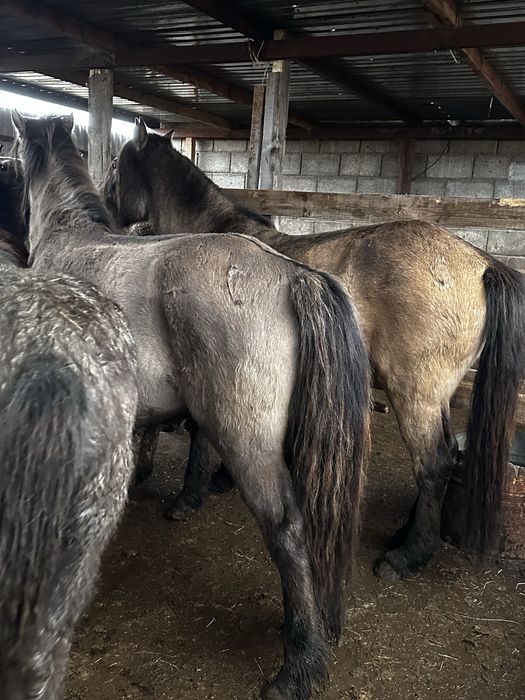 Кобыла бие молодняк