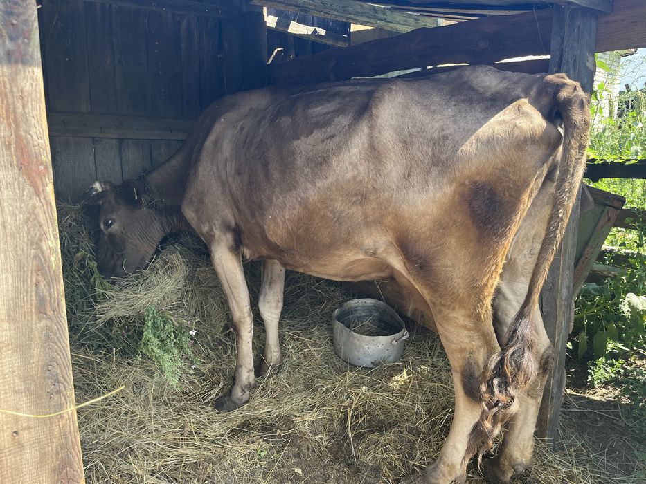 Продам корову Тобыл