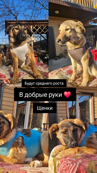 Щенки в добрые руки