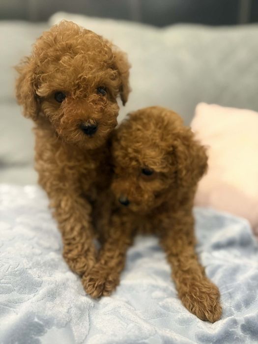 Той пудел//Пудел той