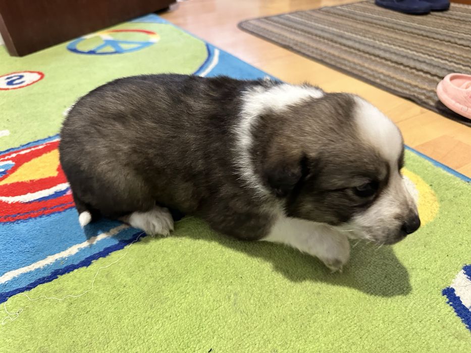 Отдам щинят ( мама Лайка папа немец)