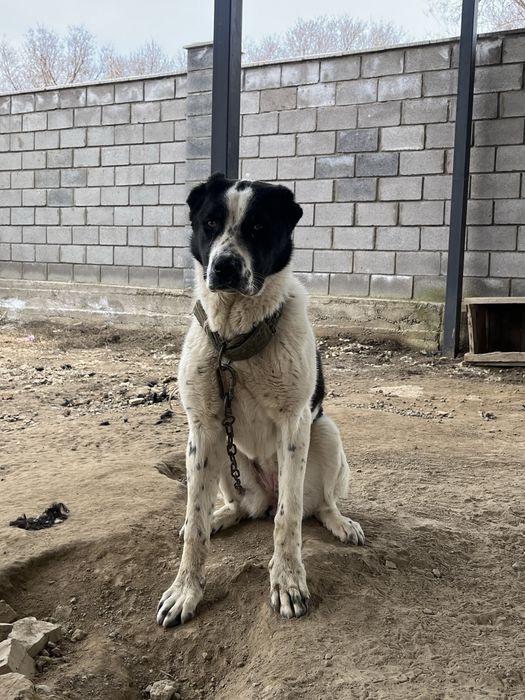 Алабай, 5 месяцев, сука.