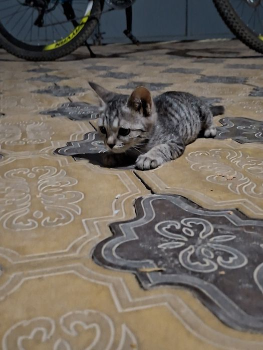 Отдам котёнка девочку в хорошие руки