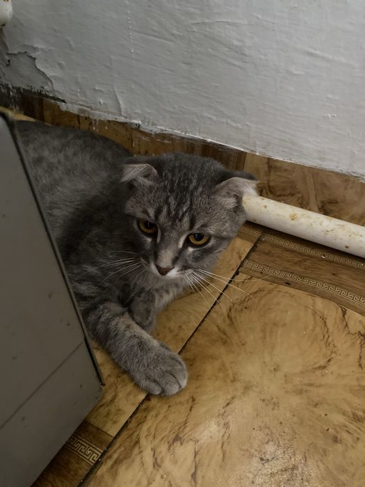 Кошка шотланнский