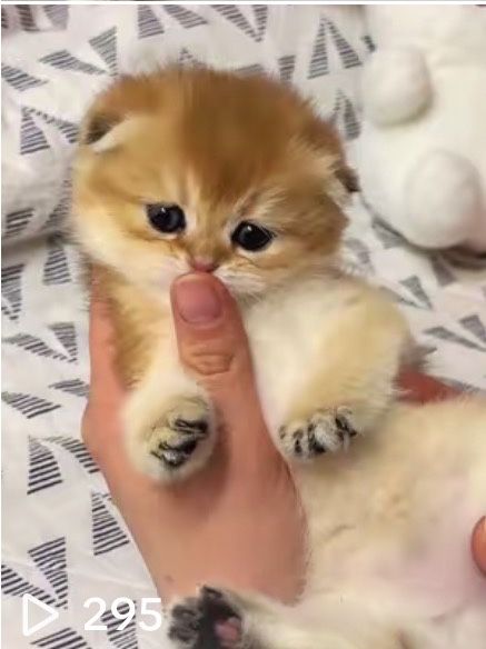 Золотые котята фолды