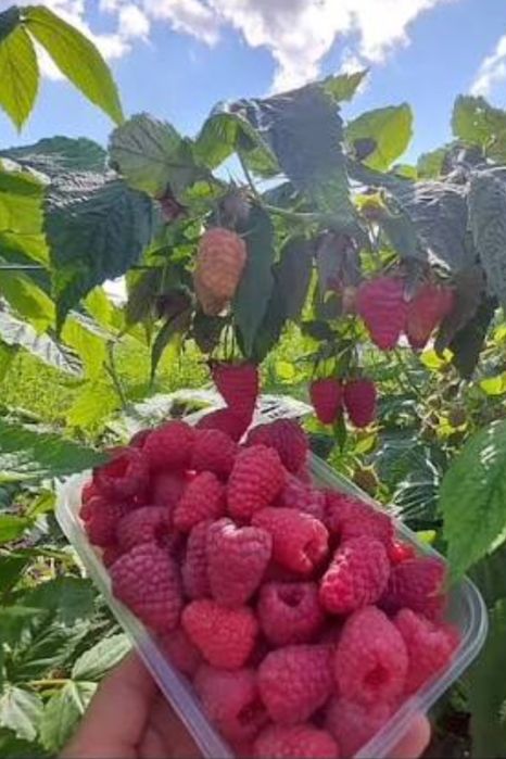 Продавам!! Расат Ягоди! Малини!