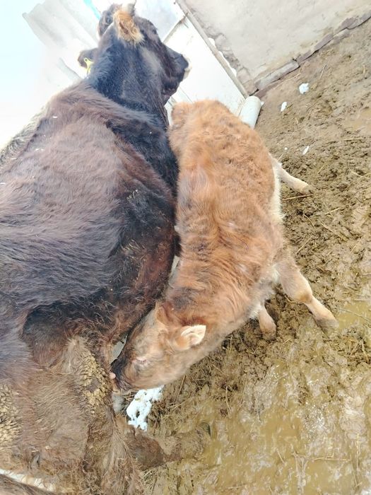 Корова с теленком