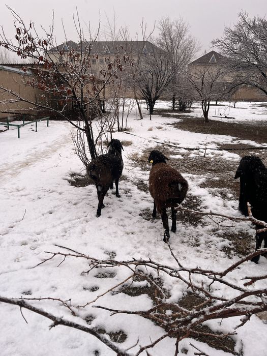 Қошқар сатылады бордақы