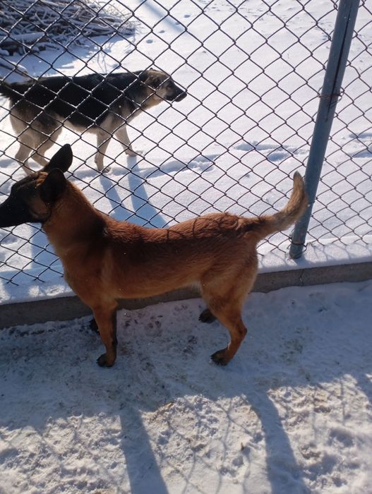 Белгийкая овчарка