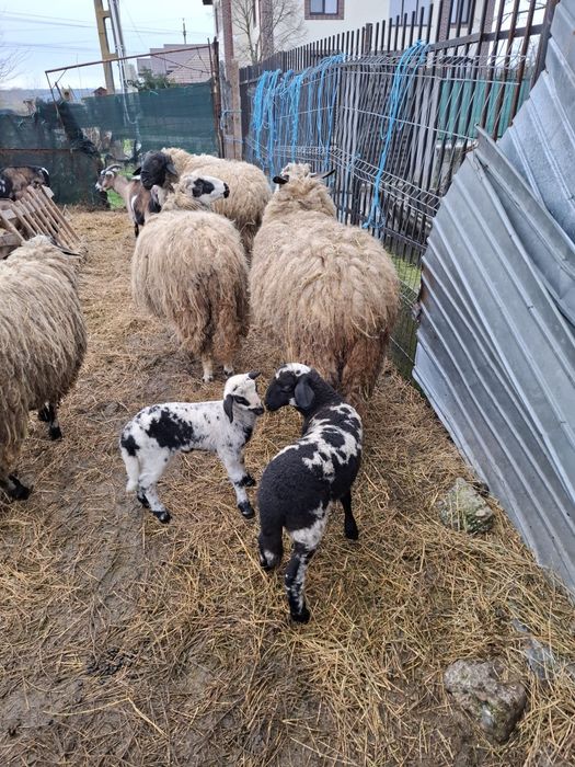 3 Oi cu miei  + Berbec - de vanzare
