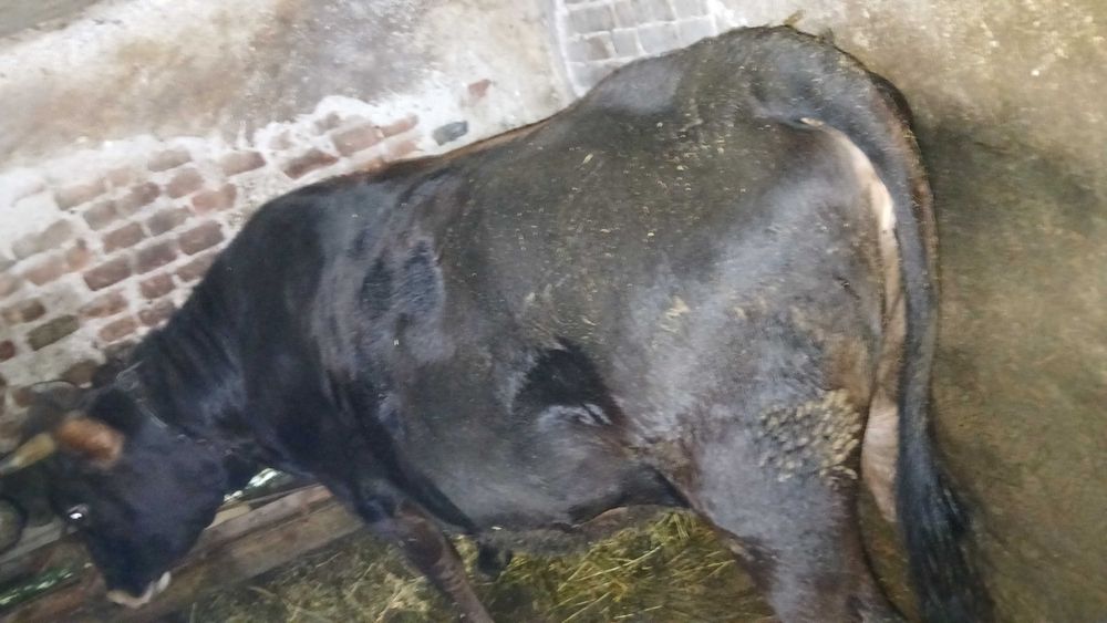 Продавам юница  много кротка