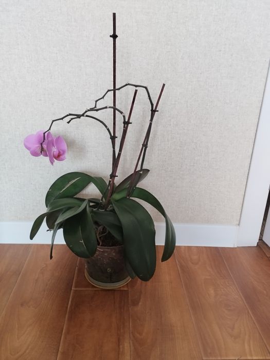 Продам цветущие орхидеи