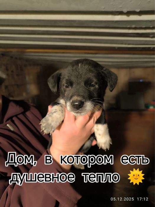 Щенята почти 2 месяца