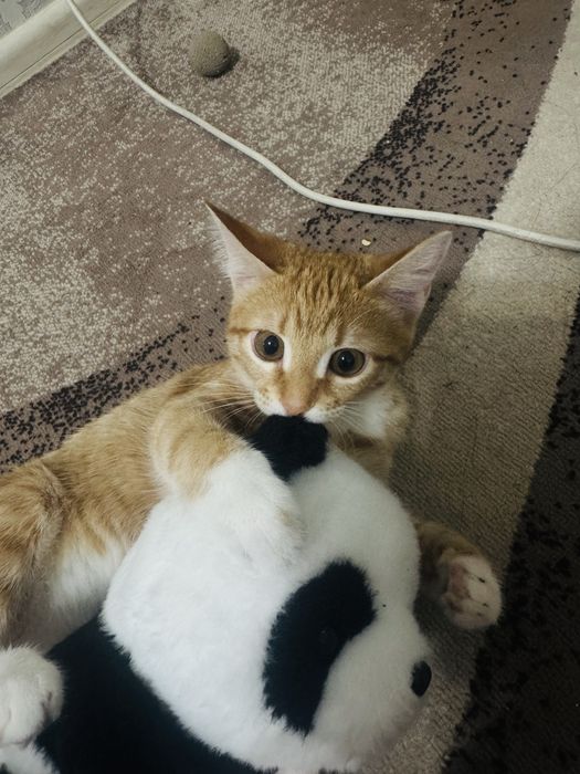 Котенок отдам бесплатно