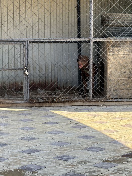 Продаётся Лабрадор