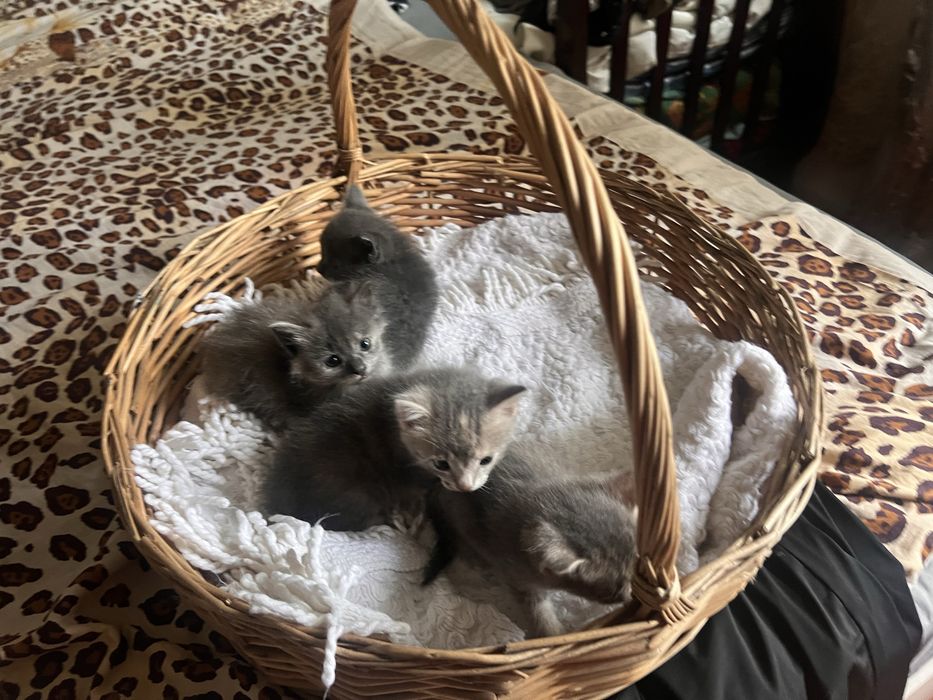 Котята чистые,отдам даром
