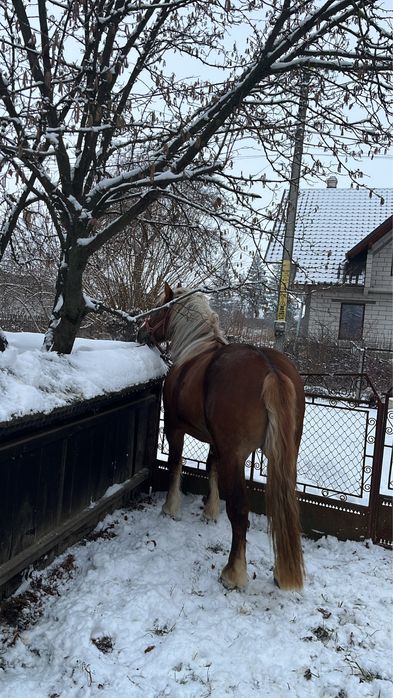 Manz de 2 ani invatat la faiton