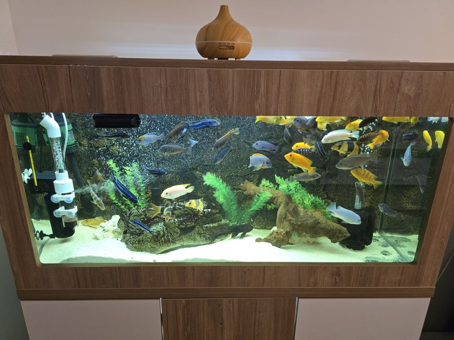 Acvariu pesti 300 litri