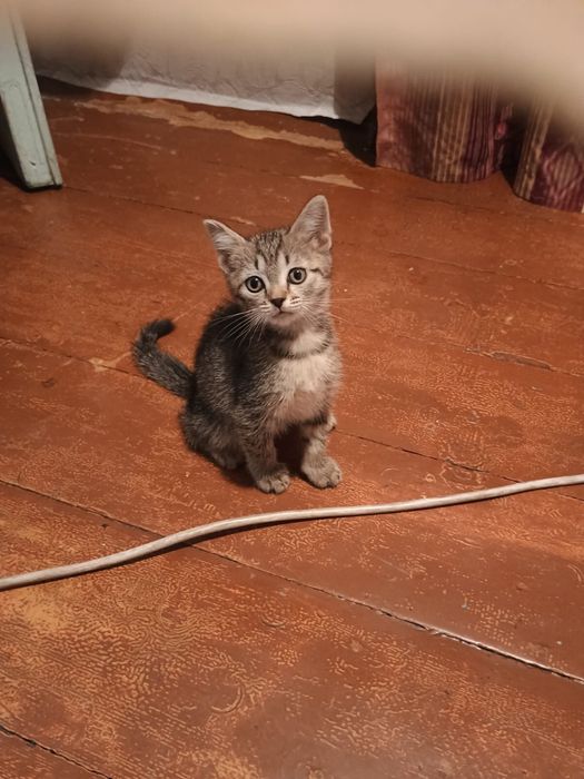 Отдам котят в добрые руки