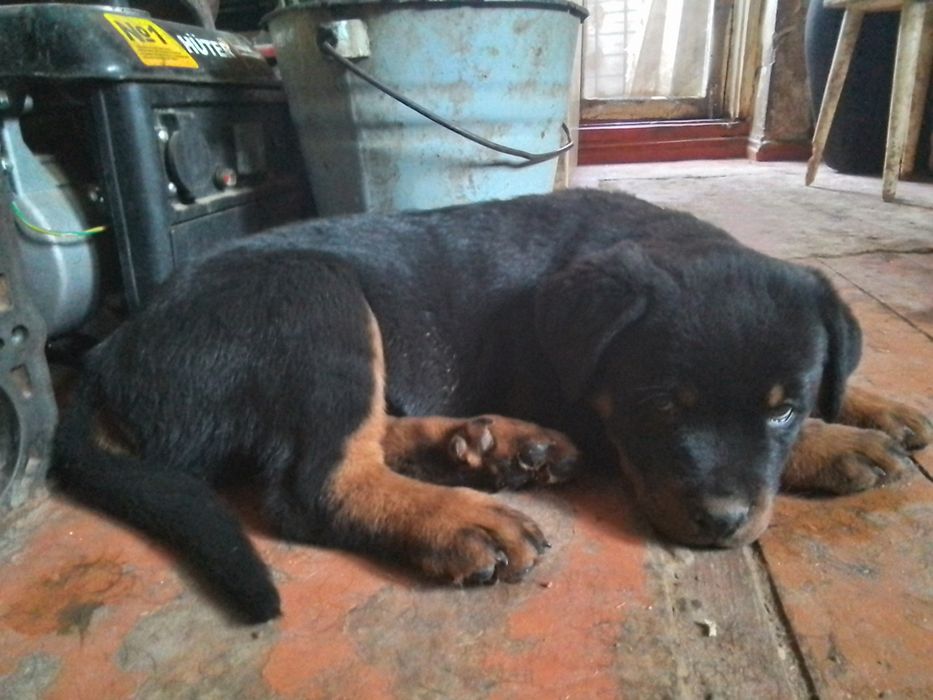 Ротвейлер продам