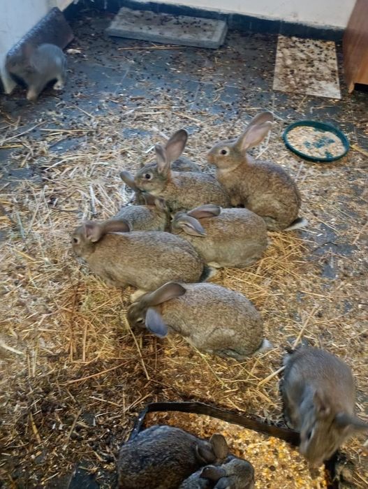 Vind iepuri marele german 30 de lei bucata