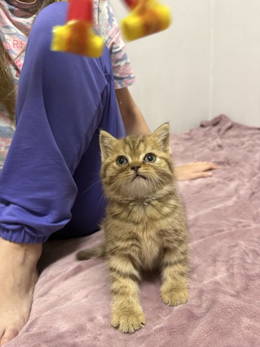 Продается котёнок