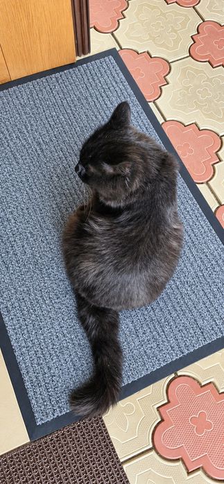 Кот. Мишаня. Кострирован.