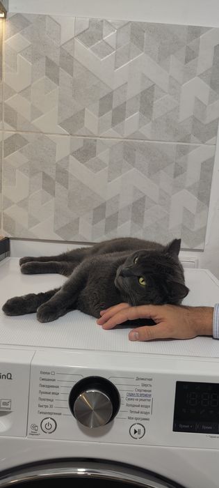 Отдам кота полубританца.