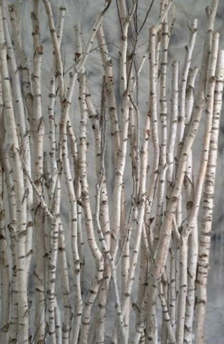 Mesteacan alb pentru decor. Trunchiuri