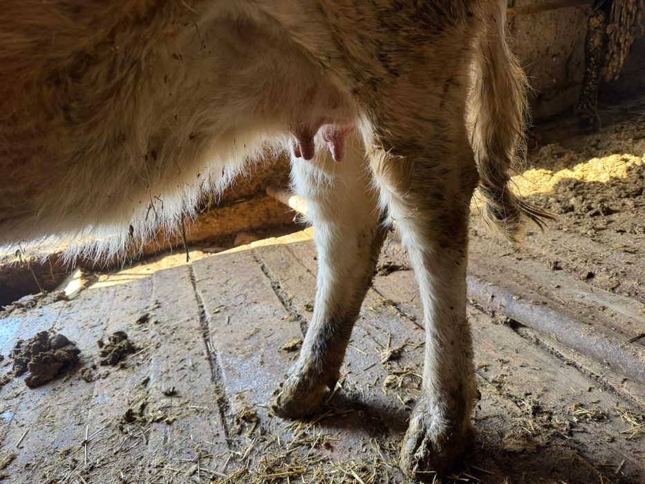 Продам корову дойная