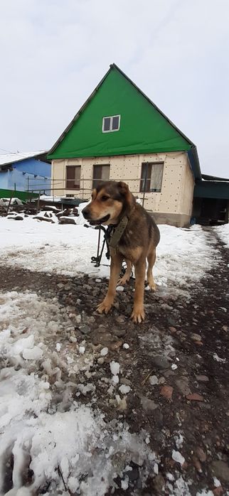 Продам щенок САО