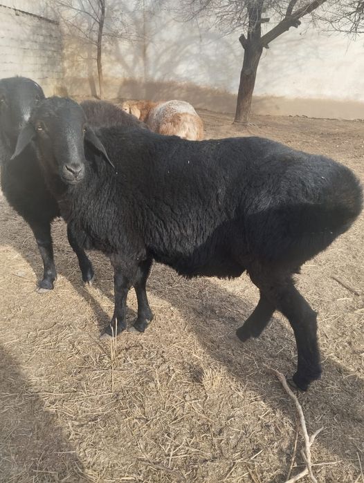 Қошқар Сарыағаш қаласы