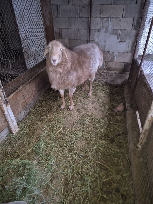 Кошкар порода Арашан