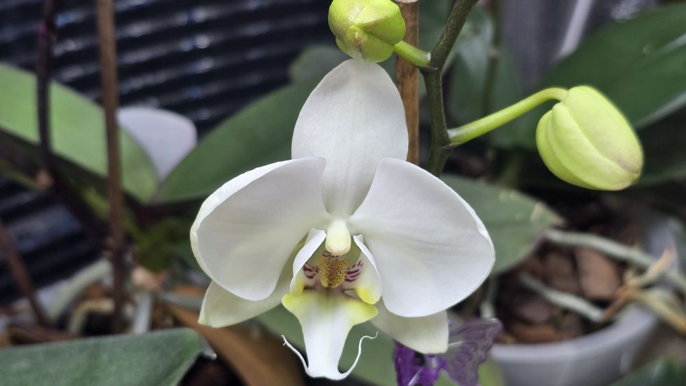 Орхидея Phal. White orchid