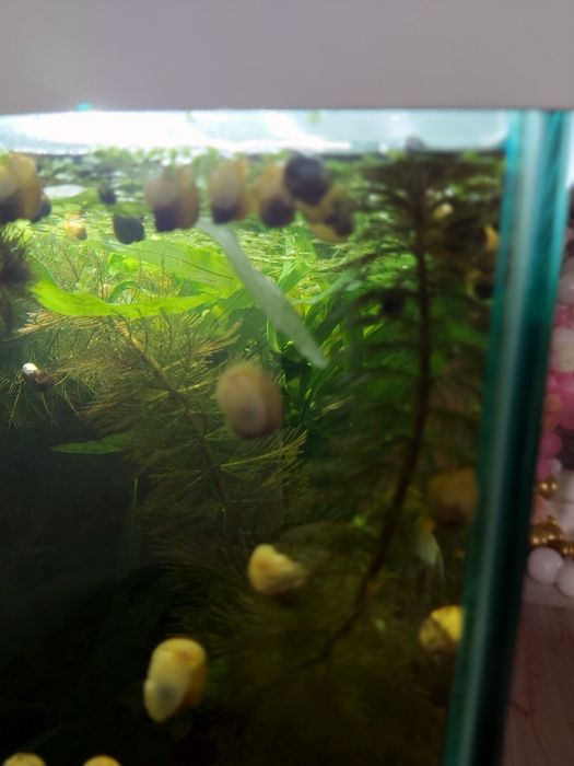 Улитки ампулярии в двух цветах