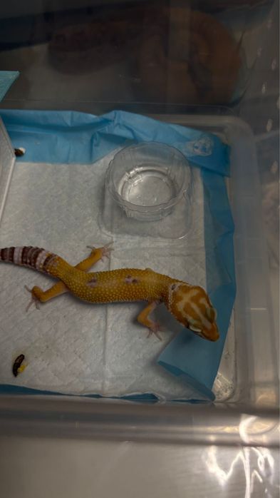 Эублифары разные