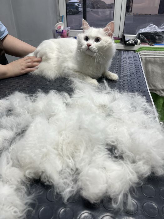 Стрижка линька кот собака