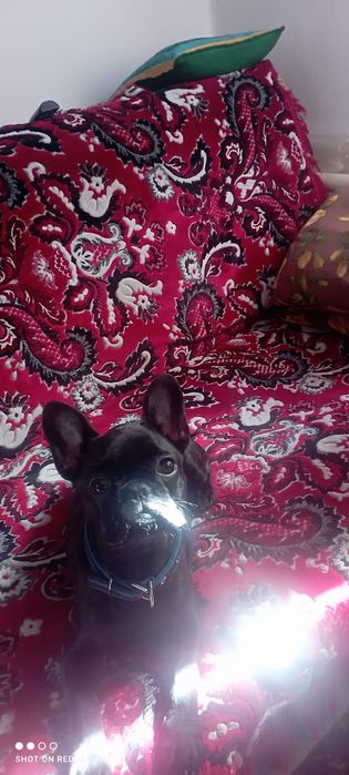 Продам французского бульдога