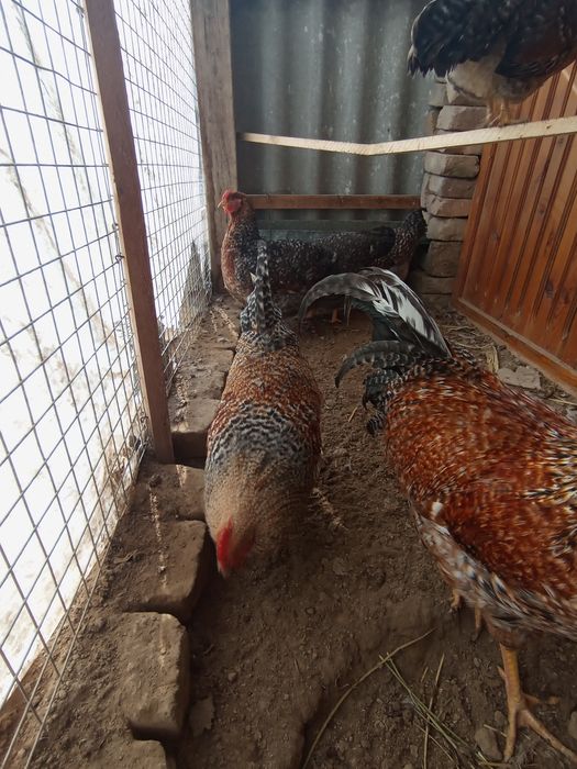 Belifeldir tuxumlariga zakaz olamiz 15 min