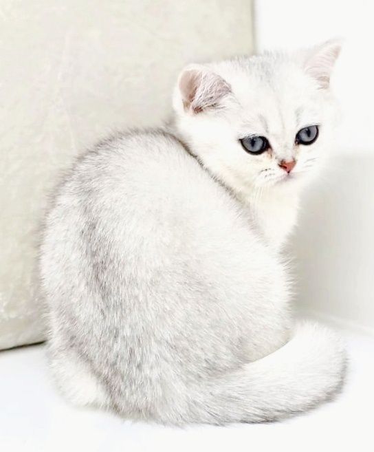 Британские котята