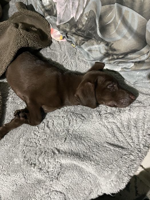 Лабрадор Ретривер