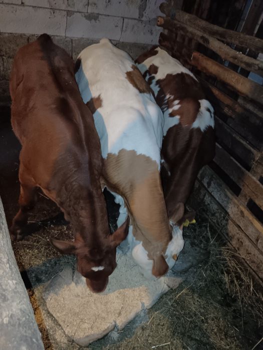 3 vițele vârstă 4 luni respectiv 3