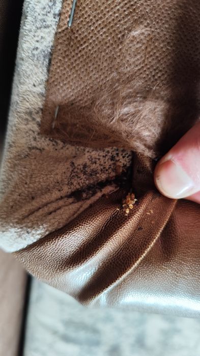 Обработка от всех видов насекомых