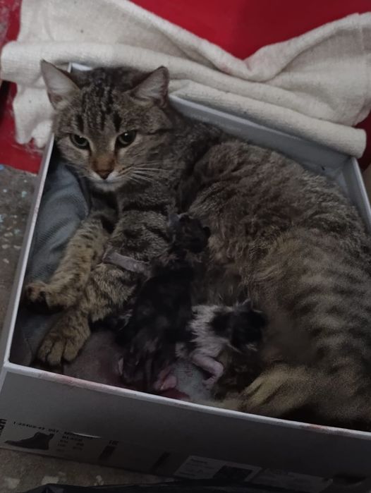 Отдам в добрые руки