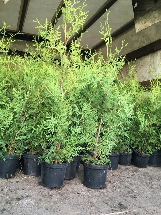 Продам саженцы туя (туи).