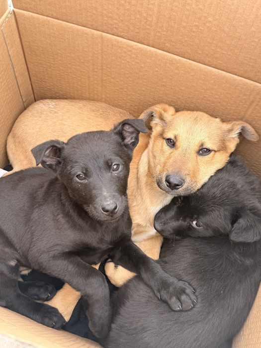 Щенки в добрые руки